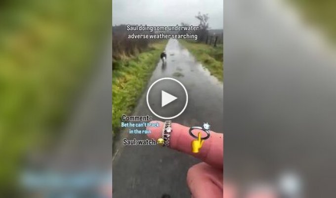 Умная собака пытается найти потерянное кольцо
