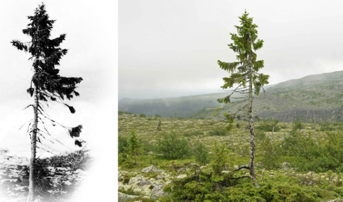 Самое старое в мире дерево растёт в Швеции - ему девять с половиной тысяч лет (7 фото)