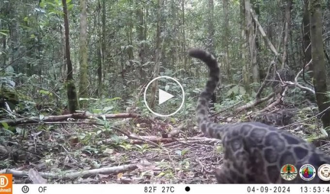 Редкие кадры: фотоловушка сняла семью борнейских дымчатых леопардов