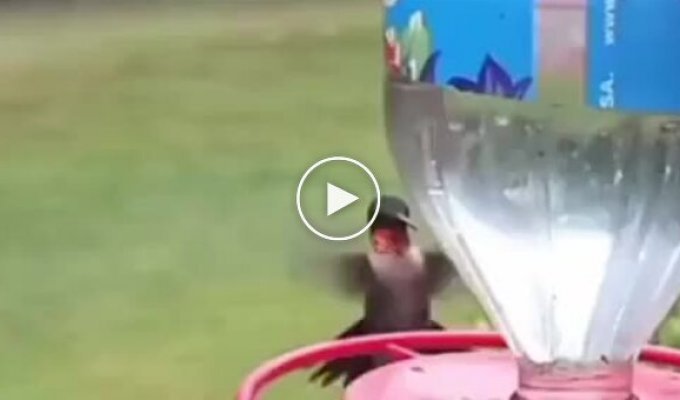 Колибри ловко сбросила осу