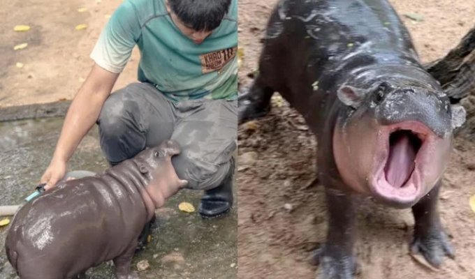 A pygmy hippopotamus has already brought its zoo more than 12 million baht in three weeks (4 photos + 2 videos)