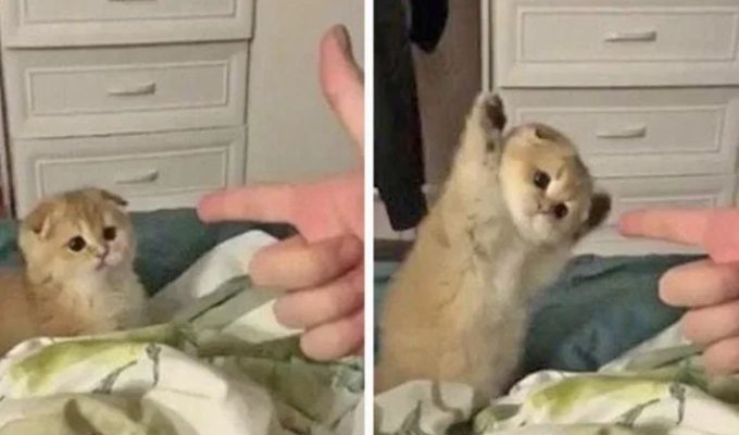 22 Cats Whose Hunting Instincts Kicked In—Except They Forgot How It Works (23 Photos)