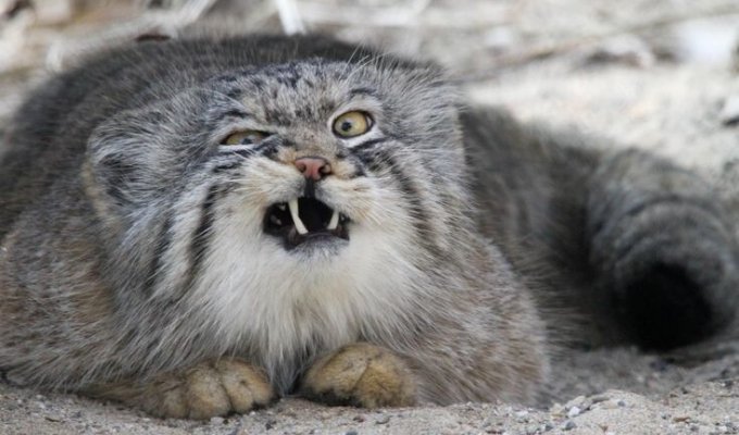 Manul and his heirs (6 photos + 2 videos)