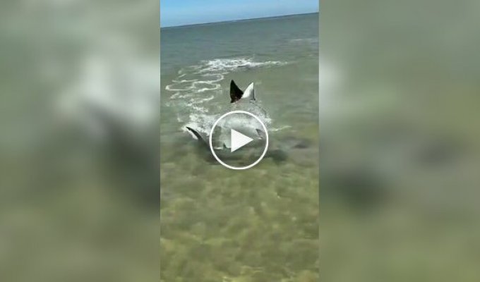 Скат в последний момент увернулся от акулы
