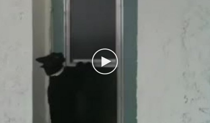 Умный кот открывает окно