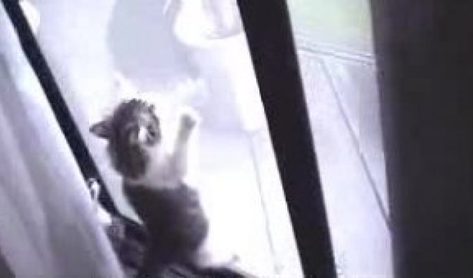 Котенки атакуют дверную сетку