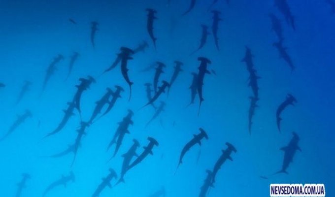 Великолепные фотографии подводного мира (50 фото)