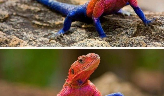 Драконы и динозавры: необычные рептилии с фантастическим внешним видом (18 фото)