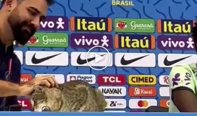 Бразильской конфедерации футбола грозит миллионный штраф за котика