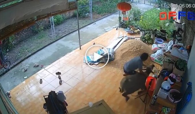 Разъяренный буйвол ворвался в дом, но мужчина сумел его усмирить