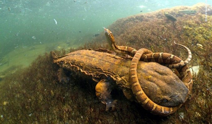 They eat snakes and each other: the life of giant salamanders from the secret rivers and lakes of America (5 photos)