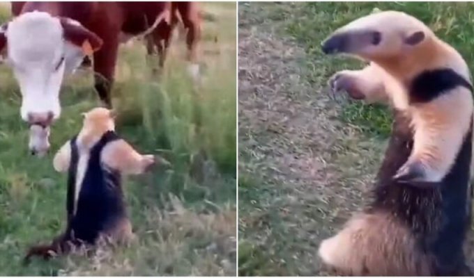 The anteater took an unusual pose to scare the cow (3 photos + 1 video)
