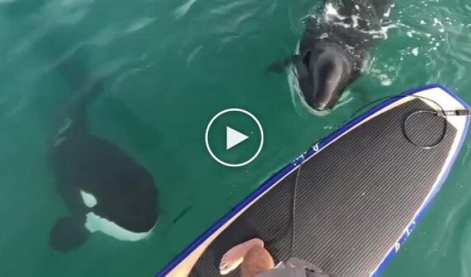Meeting killer whales at sea