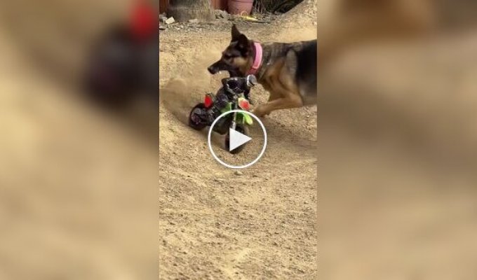 Коварный план провалился: Нападение «гигантской» овчарки на мотоциклиста