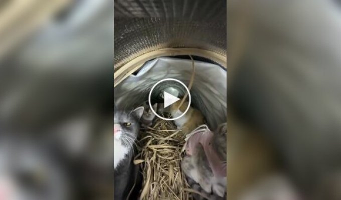 Мини-теплицы для уличных кошек