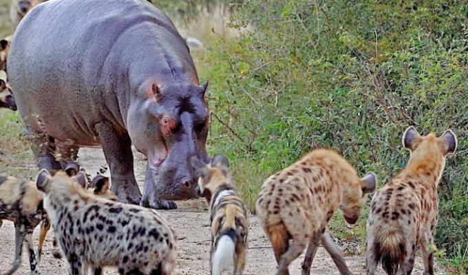Democracy in African style: what do wild dogs decide when the whole pack gathers and starts sneezing (4 photos)
