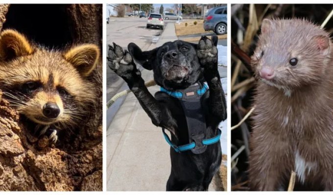 25 фото чарівних симпатяг, відкритість яких розтопить навіть крижане серце (26 фото)