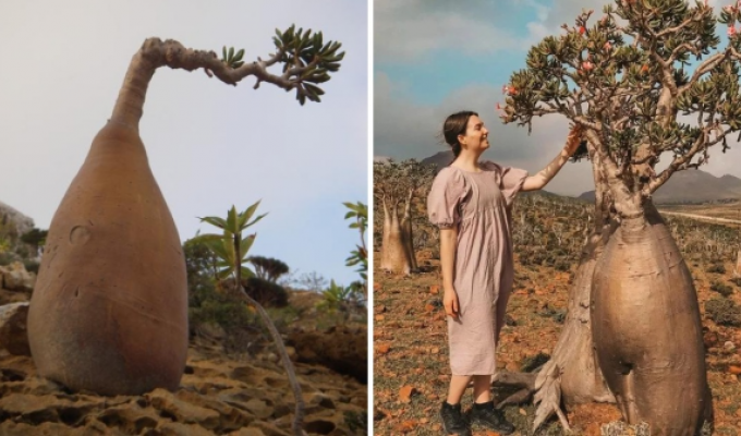 A selection of the most unusual tree species in the world (13 photos)