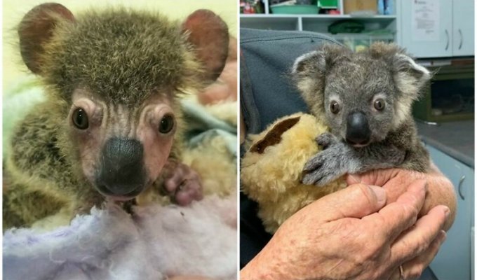 Чудесное преображение детеныша коалы, спасенного из австралийских пожаров (5 фото)