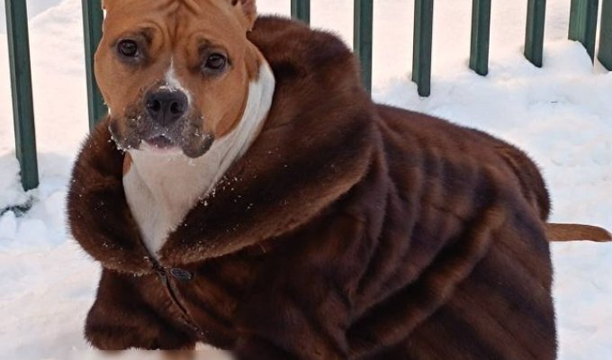 The dog now has his own mink coat (4 photos)