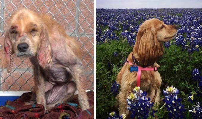 До и после: душераздирающие примеры перевоплощения собак, которые обрели любящих хозяев (15 фото)