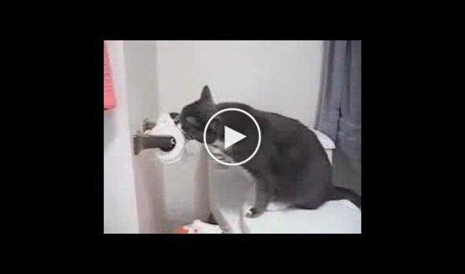 Кот не любит туалетную бумагу