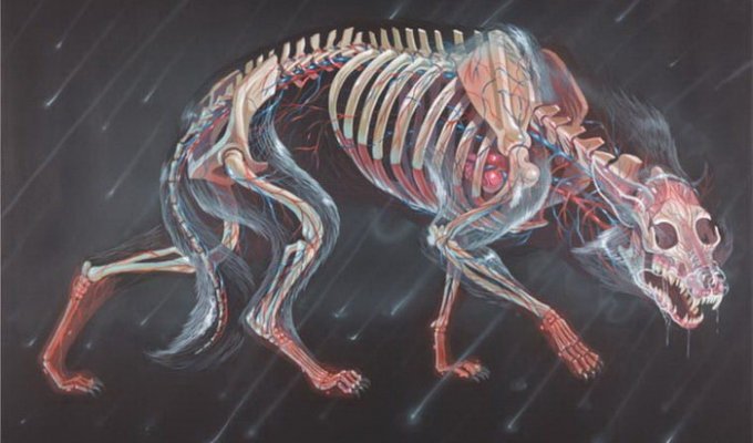 Художник показывает животных под рентгеновским излучением (13 фото)