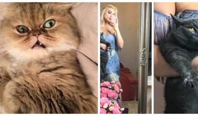 17 funny cats that were photographed at the most inopportune moment (18 photos)