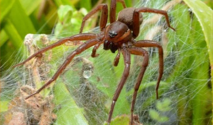 A population of giant spiders was saved from extinction in the UK (5 photos)