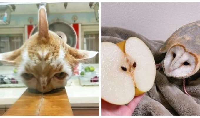 20 фото животных, которые одновременно умиляют и пугают (21 фото)