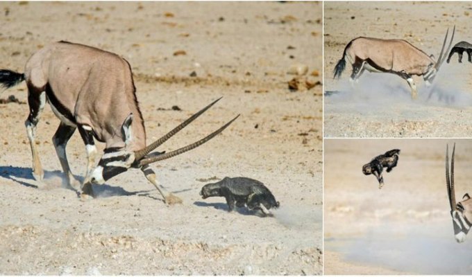 Antelope sent a honey badger flying (5 photos)