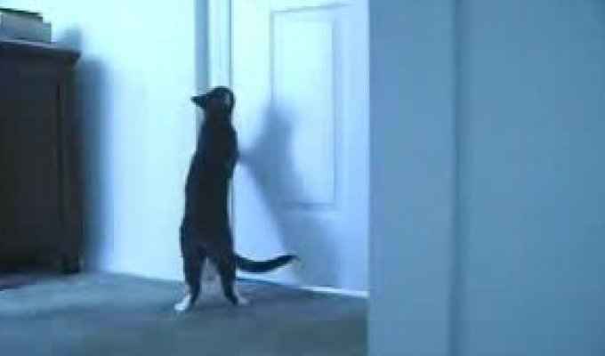 Кот открывает себе дверь сам