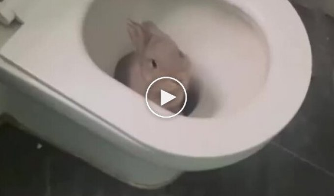 Кролики в действии: смешные и милые моменты