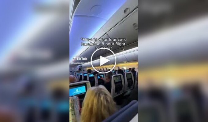 Cat owners provide their pets with separate seats on plane