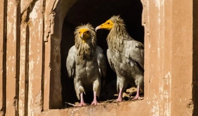 Egyptian vulture: even lower than scavengers (10 photos)