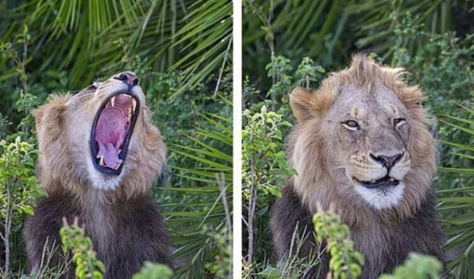 Огромный лев пошутил над фотографом (5 фото)