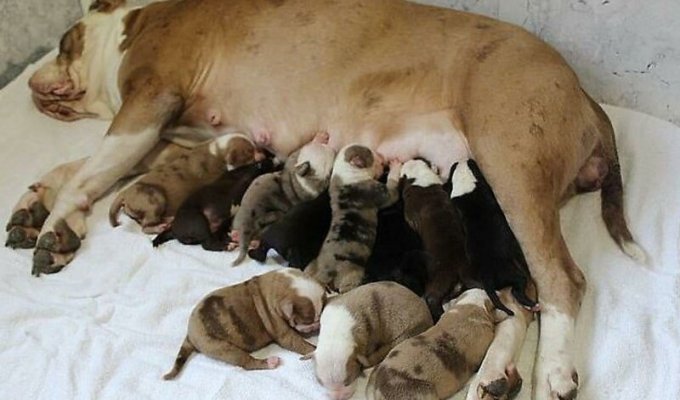 Радость собаковода: двухлетняя бульдожка родила 20 щенков (7 фото)