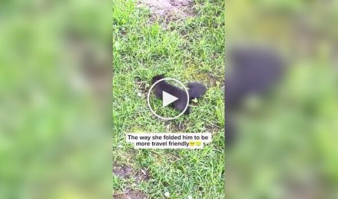 How squirrels carry their babies
