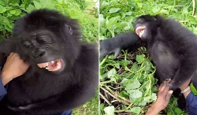 Уникальные кадры: горилла смеется совсем как человек! (5 фото + 1 видео)