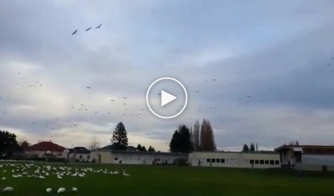 Тысячи птиц одновременно взлетают с места