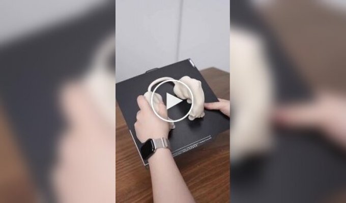Парень сделал из своего кота настоящего качка