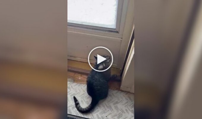 Кот ругается, когда видит снег