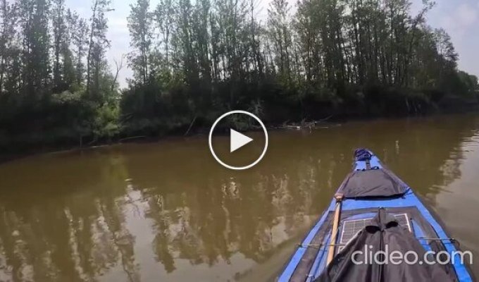 A guy during a canoe trip in Canada found a dog stuck under a log on the river bank