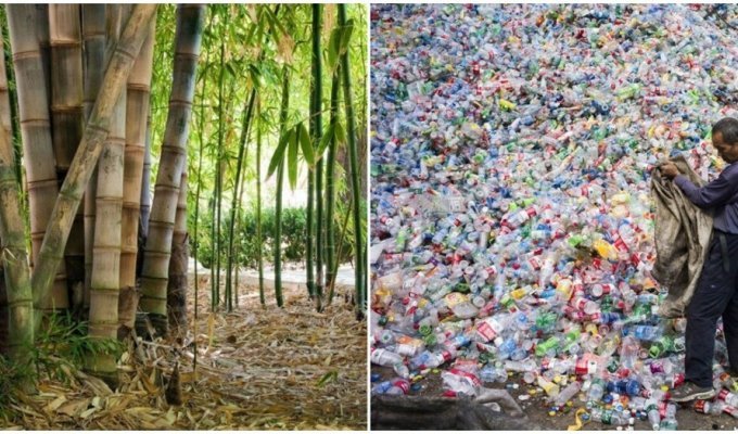 In China they decided to gradually replace plastic with bamboo (3 photos)