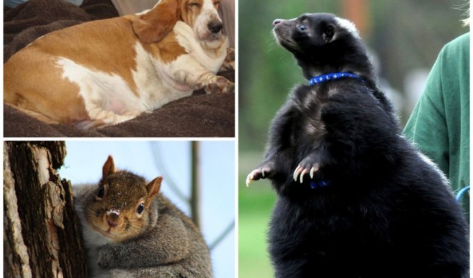 20 животных, которые остаются милыми даже не смотря на свой лишний вес (21 фото)