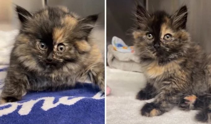 Калифорнийский котёнок «надулся, как шарик» из-за повреждения трахеи (3 фото + 1 видео)