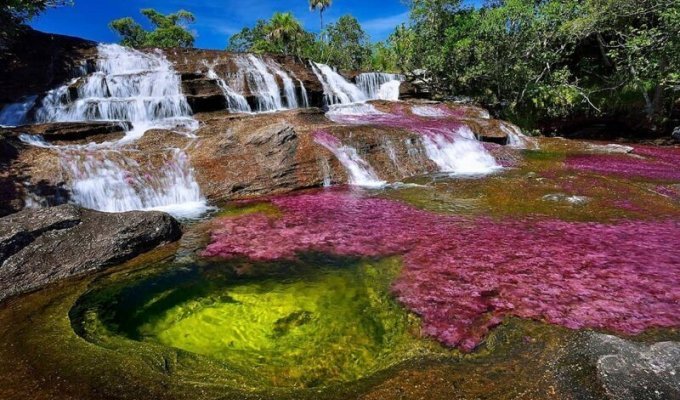В Колумбии «расцвела» река пяти цветов (9 фото)