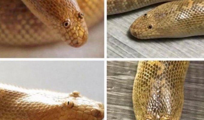 Змеи - шипящие симпатяги и отличные питомцы (13 фото)
