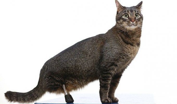 Кот без задних лап получил уникальные 3D-протезы (7 фото)