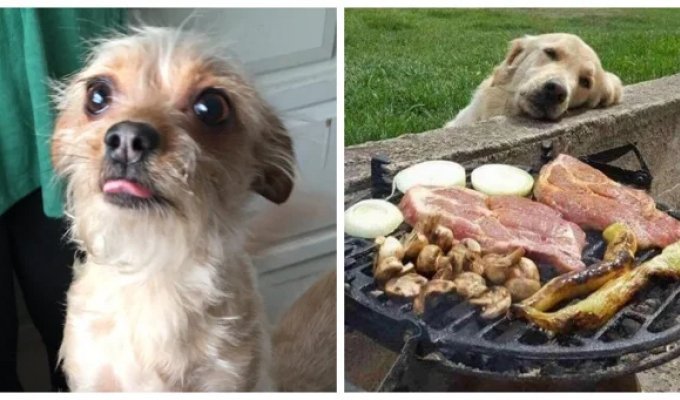 22 cute beggars who cannot be denied an unscheduled loan yummy (23 photos)